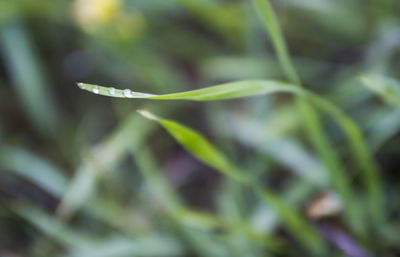Close-up of fresh green plant