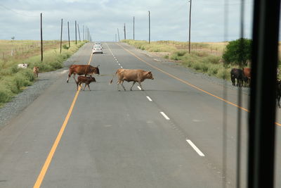 View of horse cart on road