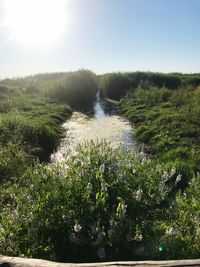 Scenic view of river amidst trees against sky