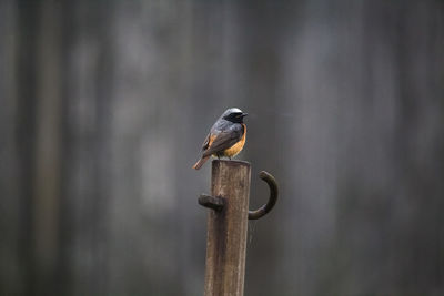 Close-up of bird perching on wooden post