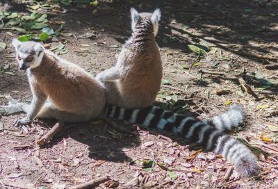 View of two cats lying on land