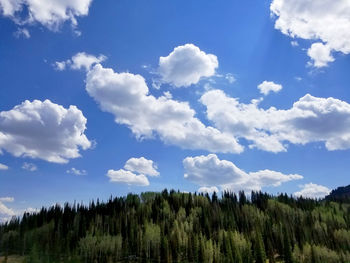 Low angle view of trees against sky