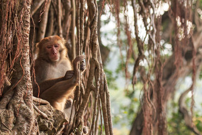 Monkey sitting on tree trunk