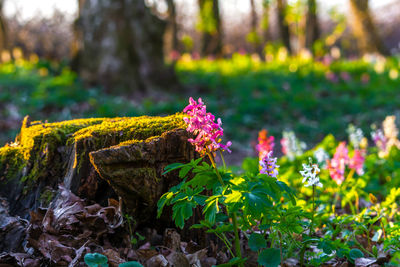 Close-up of pink flowering plant in park