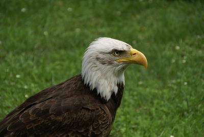 Close-up of eagle on grass