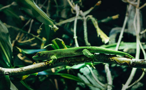 Close-up of lizard