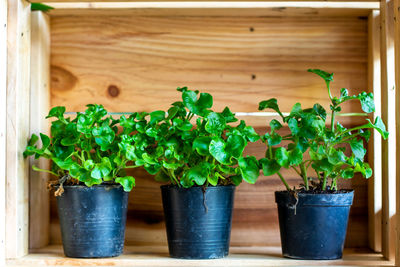 Close-up of potted plants