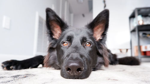 Close-up portrait of a dog