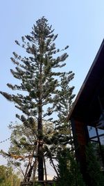 Low angle view of pine tree against sky