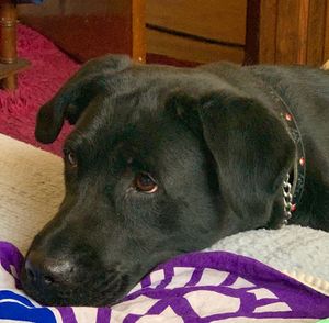 Close-up of a dog lying down on bed