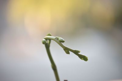 Close-up of plant growing outdoors