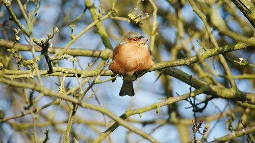 Close-up of bird perching on tree