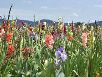 Close-up of poppies blooming on field against sky