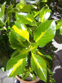 Close-up of fresh green plant