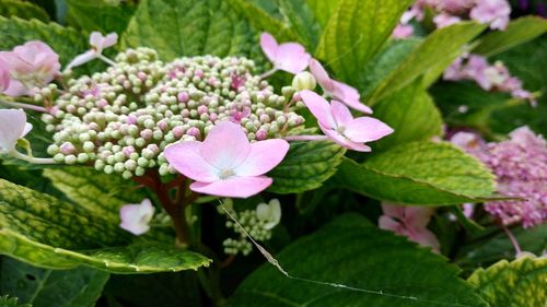 Close-up of pink flowering plant