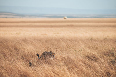 View of cat on field