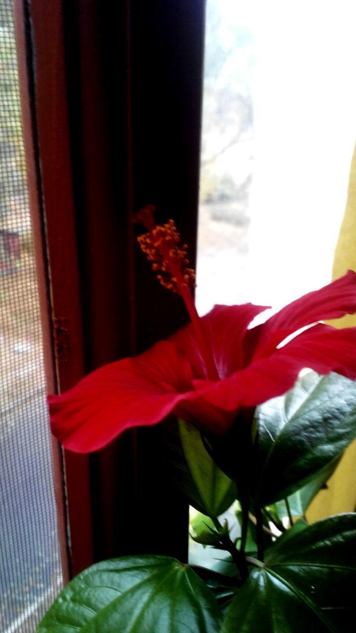 red, indoors, flower, window, curtain, growth, plant, leaf, potted plant, home interior, close-up, sunlight, fragility, focus on foreground, petal, house, nature, day, no people, green color