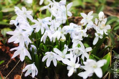 Close-up of white flowering plant on field