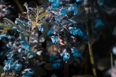 Close-up of wilted plant