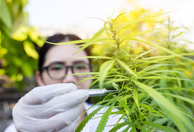 Portrait of doctor checking and analizing hemp plants, marijuana research, cbd oil, concept
