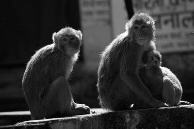 Monkey family sitting on retaining wall