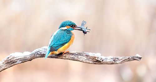 Close-up of bird perching on a branch