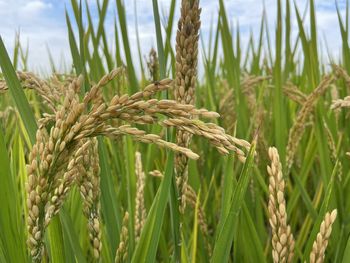 Close-up of wheat growing on field