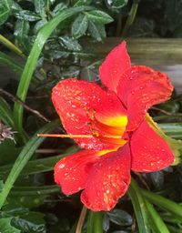 Close-up of wet red flower blooming outdoors