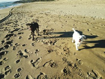 High angle view of dog walking on beach