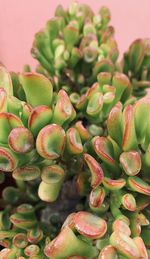 Close-up of berries growing on plant