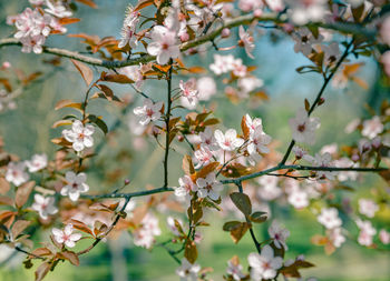 Close-up of apple blossoms in spring