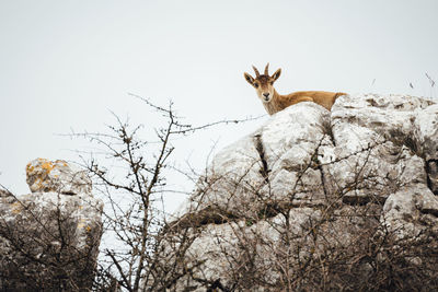 Low angle view of spanish ibex on rock formation against clear sky