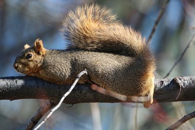 Close-up of squirrel lying on branch