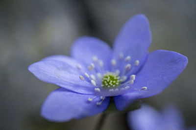 Close-up of flower against blurred background