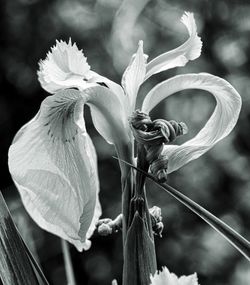 Close-up of flower against blurred background