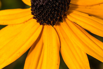 Close-up of yellow flower blooming outdoors