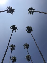 Low angle view of silhouette plants against sky