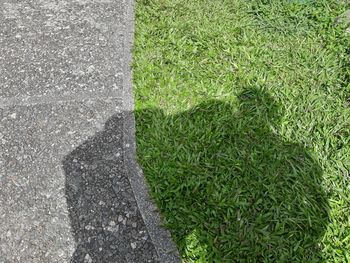 High angle view of grass