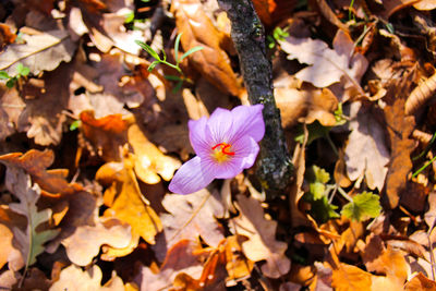 Close-up of purple flowering plant on field