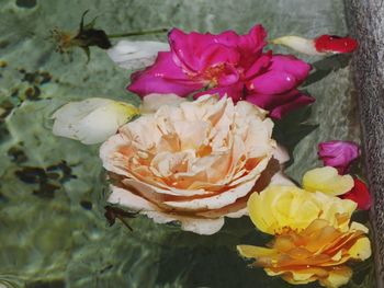 Close-up of pink roses