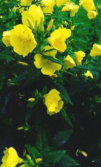 Close-up of yellow flowers