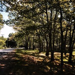 Trees along road