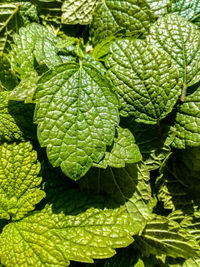 Melissa green leaves. top view. close-up. selective focus.