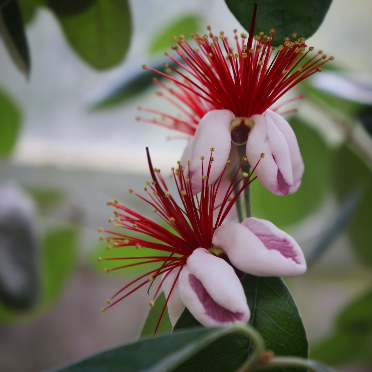 flower, flowering plant, plant, fragility, vulnerability, petal, beauty in nature, freshness, close-up, growth, flower head, inflorescence, nature, no people, selective focus, red, pink color, focus on foreground, pollen, day, softness