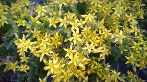 Full frame of yellow flowers