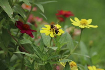 Insect on yellow flower