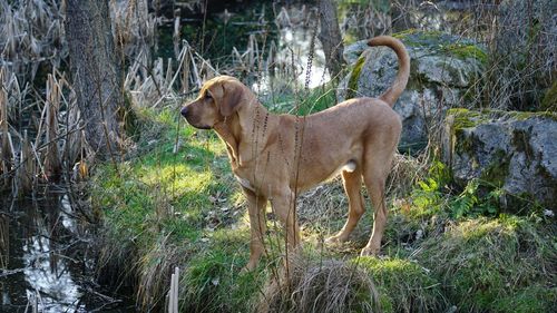 Side view of a dog in forest