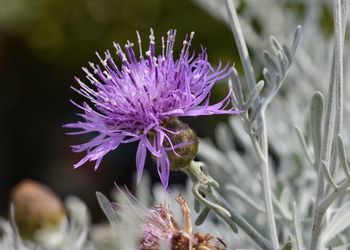 Close-up of thistle blooming outdoors