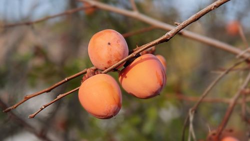 Close-up of orange fruits on tree