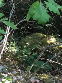 High angle view of plants growing on field